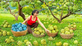TIMELAPSE -- Harvest 100Kg Giant Custard Apples Go to Market Sell, Take Care 1000+ Chickens, Ducks