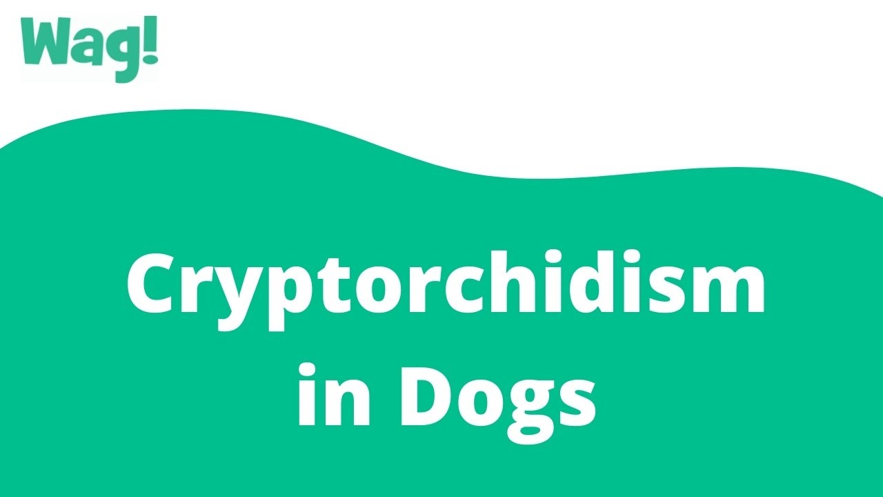 is cryptorchidism in dogs genetic