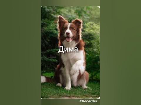 какая ты собака по имени - YouTube