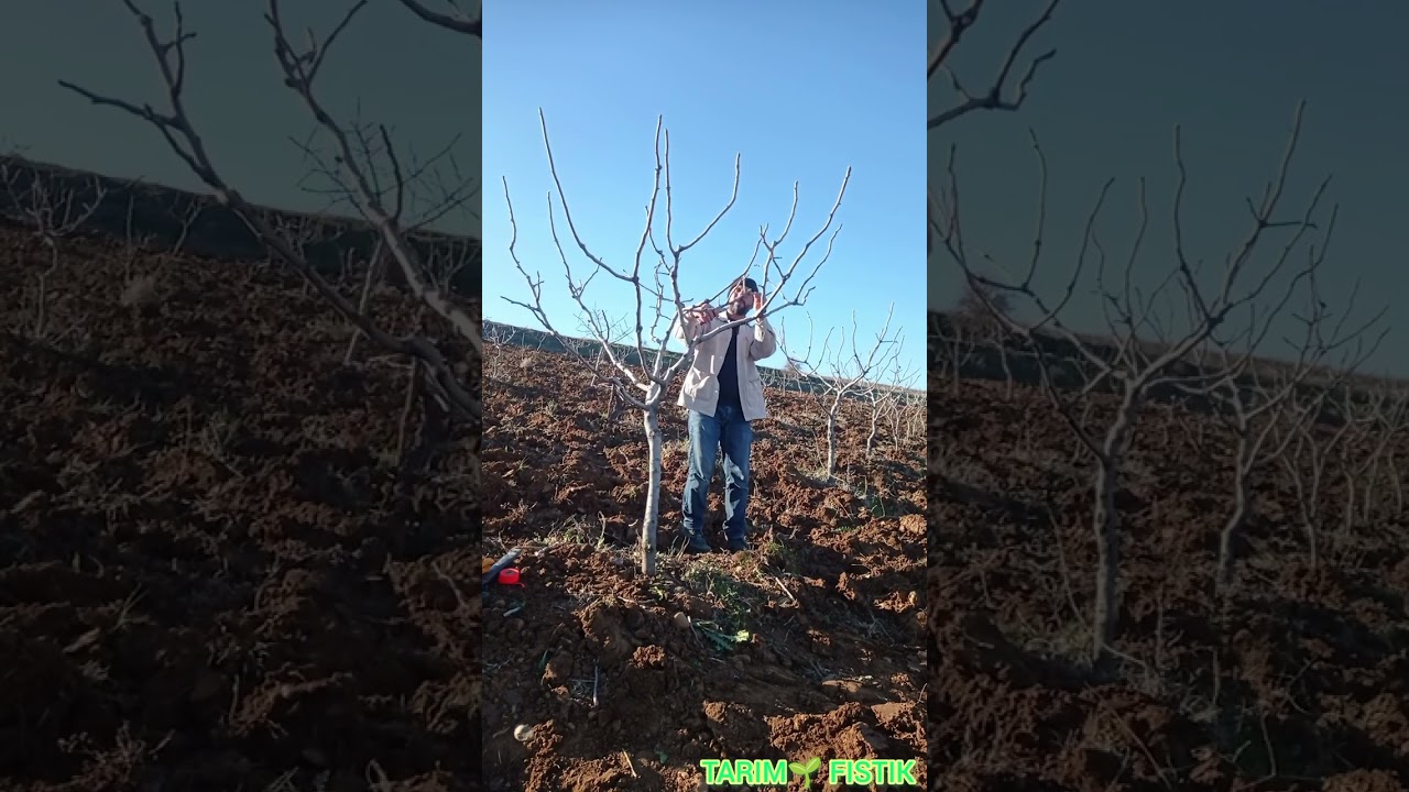 Siirt Antep fıstığı 6 yaş budama ve Karagöz kurdu için tuzak konulması #Pruning pistachios