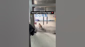 The Opps Almost Got Coco 🤦‍♂️💔