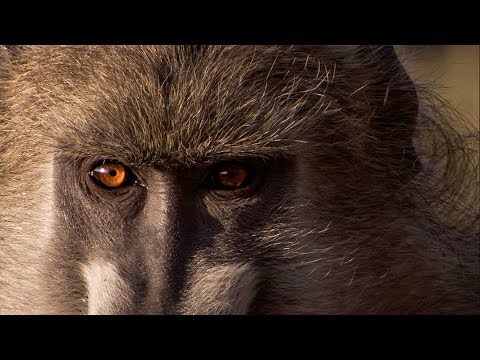 Baboon Parenting | Wild Files with Maddie Moate | BBC Earth