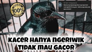 PENYEBAB DAN PERAWATAN KACER HANYA NGERIWIK ||kacer juara