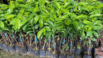 Mãng Cầu Xiêm Thái cây giống, cây nuôi chậu 