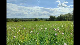 Ruang Pemakaman Neolitik