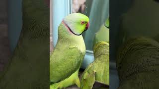 Indian Ringneck Talking Parrot #parrot #ringneckparrot #talkingparrot #shorts