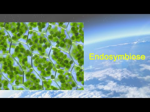 Vidéo: Qu'est-ce que la théorie de l'endosymbiose tente de décrire sur les origines de la vie ?