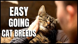 Easy-Going Cat Breeds