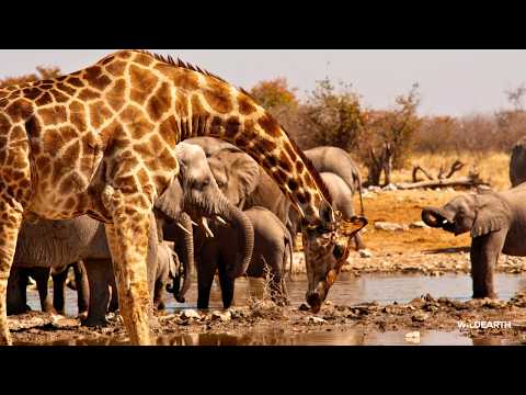 LIVE at the waterhole - 27 July 2026