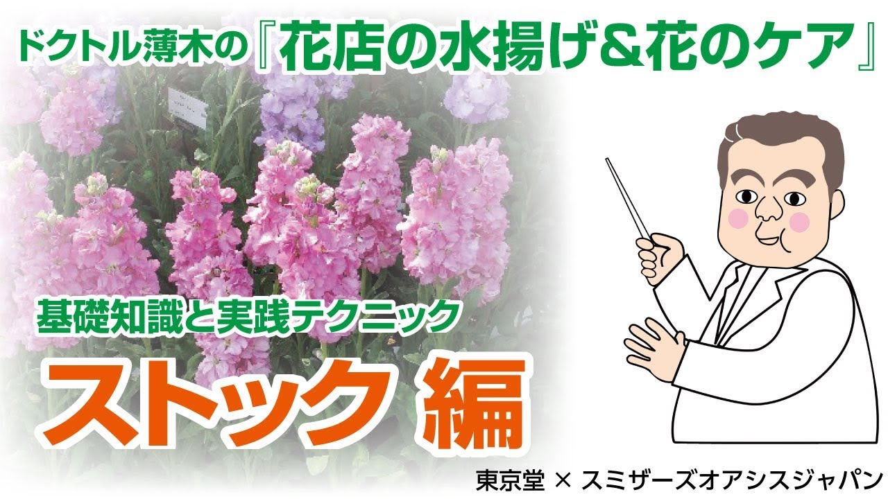 プロが教える 生花の水揚げと花のケア 花もちのコツ ストック編 Youtube