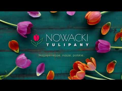 Wideo: Jakiego Koloru Są Tulipany