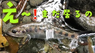 【釣り】え～っ！まだ居るの？魚止め調査? 2023渓流新規開拓