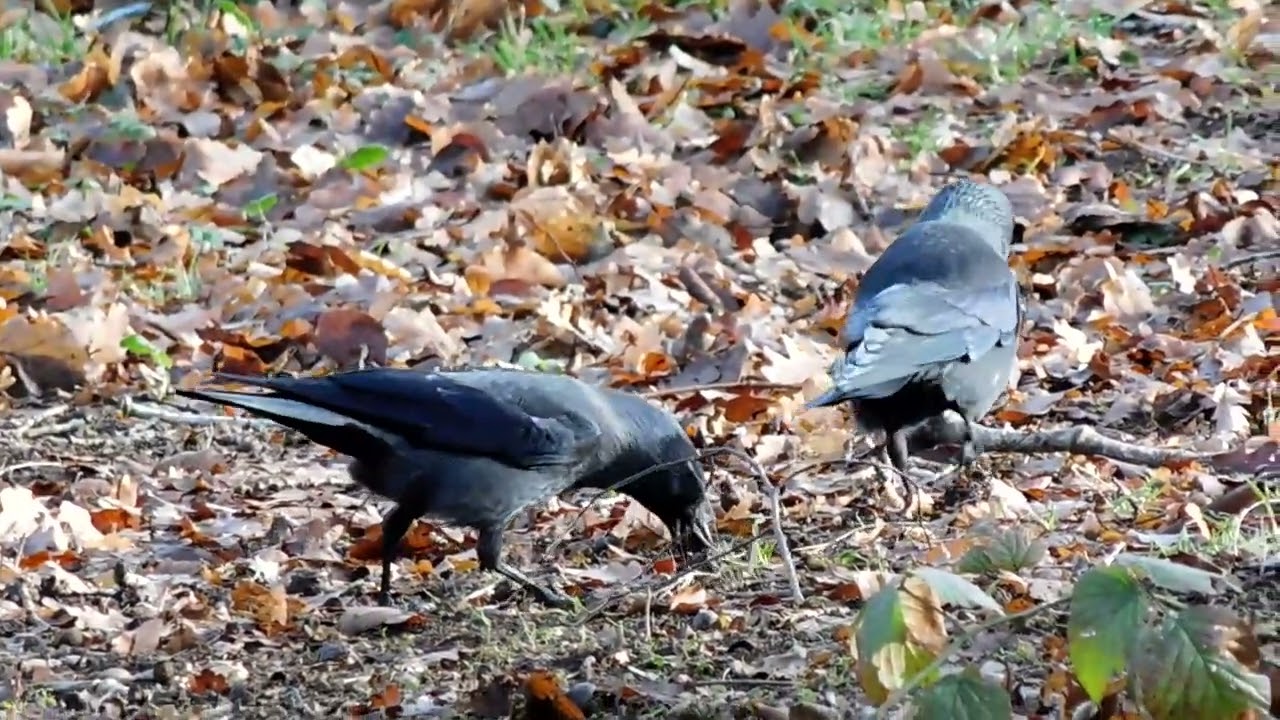 Jackdaws