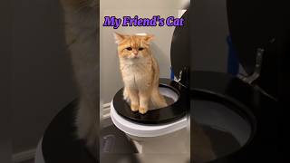 My friend's Cat VS My Cat (2) #shorts #cat #funnycats