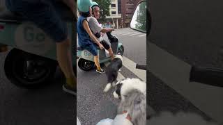 Dog Excited to See Another at Red Light