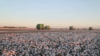 GLOBALink | Why Xinjiang cotton even more popular in global market