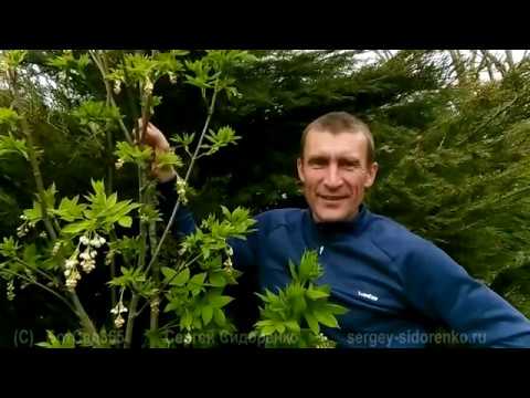 ვიდეო: როგორ იზრდება ზურმუხტი