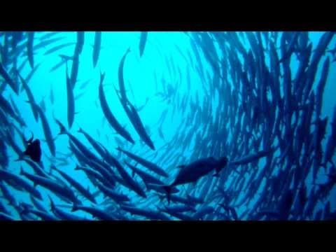 Into the Tornade of Barracuda