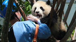 26.04.17 小糖包一言不合又扇又咬，奶凶奶凶不好惹呢！