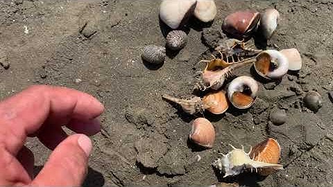 Bắt ốc ở biển cần giờ