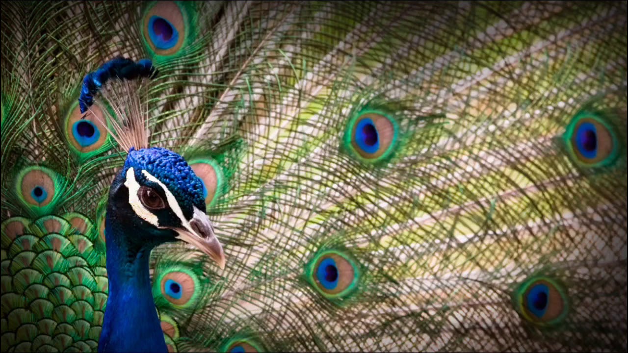 The Dark Zoo: Trailer 2018