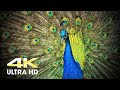 Peacock sound, Peacock Beauty, Peacock Dance 4k video #WorldNatureHD