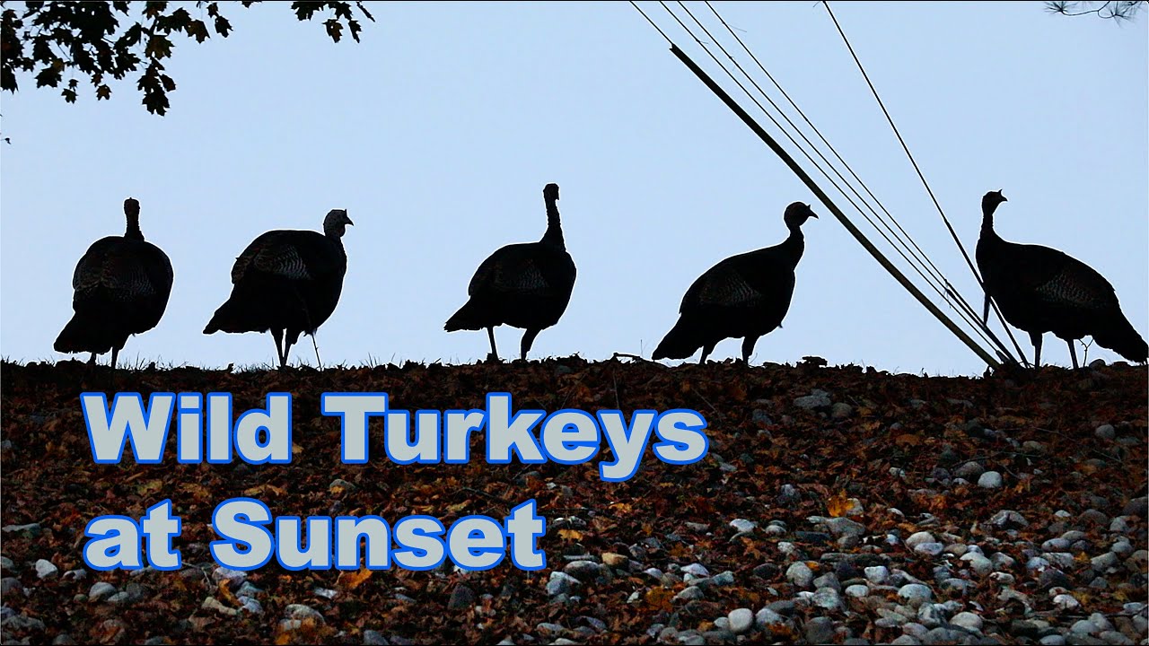 Wild Turkey Birds Running Around Roosting in Trees A look at wild