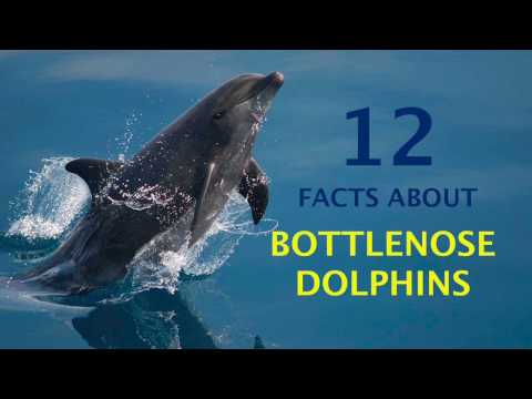 12 Amazing Facts About Bottlenose Dolphins