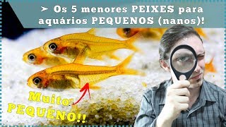 Os 5 menores PEIXES para aquários PEQUENOS (nanos)!