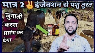 मात्र✌️2 इंजेक्शन से पशु तुरंत जुगाली करना प्रारंभ कर देगा Cow Buffalo juggali na kare to kya kare👉