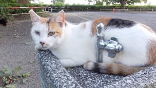 【市松猫】水飲み場を支配する三毛猫、侵入した長毛黒猫にガンを飛ばす