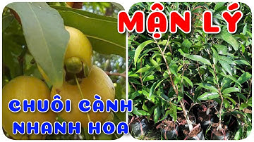 Cây Mận lý chuôi cành cây nhanh hoa | 0386569374 - Ngọc Ngân Bến Tre | Chuyên cây độc lạ