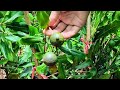 Macadamia Nut seedling plants wholesale rate supplier available Call me WhatsApp 9864594457 