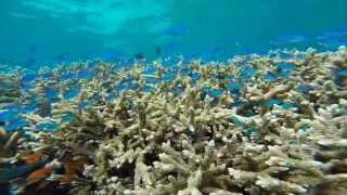 Fiji snorkelling off VIANI BAY's Rainbow Reef -Fish Factory