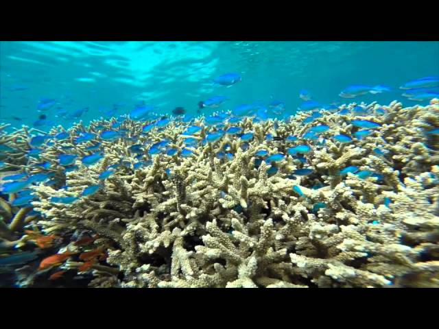 Fiji snorkelling off VIANI BAY’s Rainbow Reef -Fish Factory