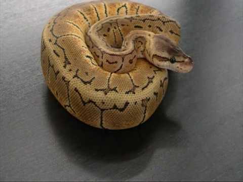 Ball Python Japan ボールパイソンジャパン ピンストライプゴースト Mpg Youtube