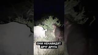 Лютые Разборки в Животном Мире