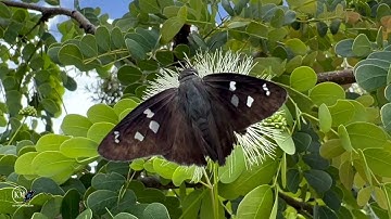 TIPS FOR BREEDING TRICKY BUTTERFLY CATERPILLAR SPECIES