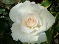 Margaret Merril - floribunda rose