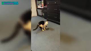 MOST Crazy & Funny Cats Fails Compilation, Try Not To Laugh Cats Videos