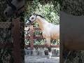 The #1 Questions I get asked about Zapphire 🐴 #breedingstallion #buckskinhorse #warmbloodhorse