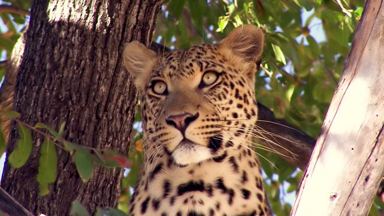 Bushways   Elefanttrail 2008 Oliver Reichlen