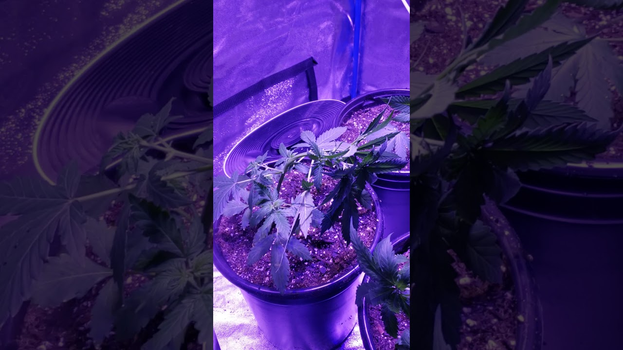 Cannabis Week 3 of Veg