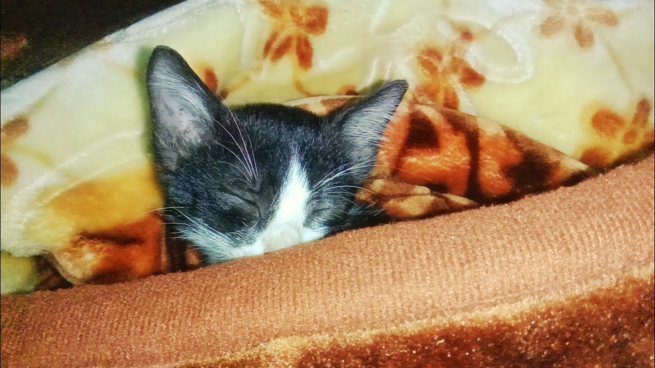 Funny Cats and Cute Kittens Playing Compilation for laugh | Cute ...