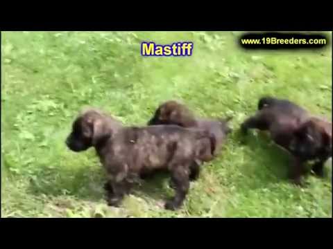 mastiff,-puppies-for-sale,-in,-kent,-washington,-wa,-bainbridge-island,-mercer-island,-maple-valley,
