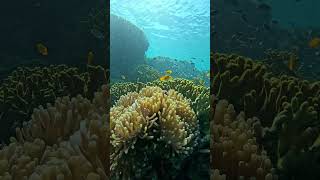 Keindahan bawah laut pulau menjangan #gopro #snorkeling #travel