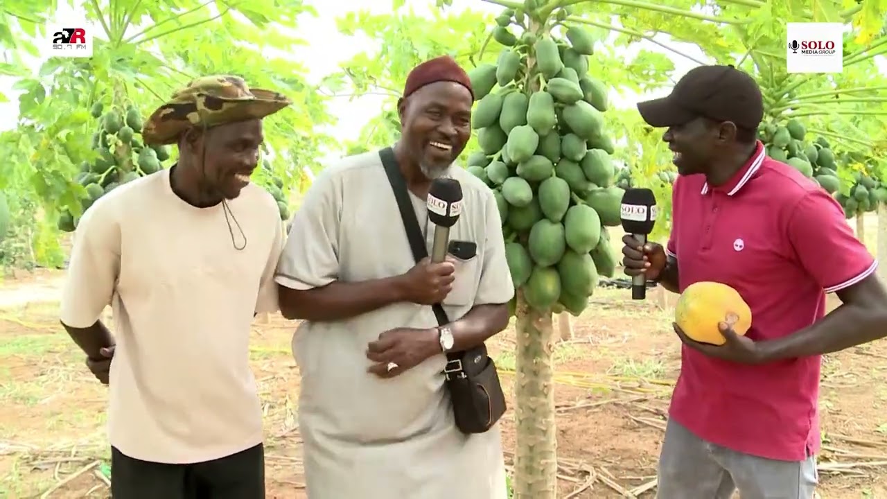 Dans ce champ, la papaye pousse comme jamais : la découverte qui surprend tout le monde