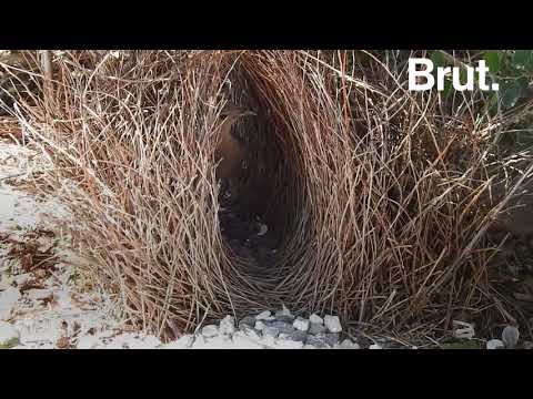 Vidéo: Quel Oiseau Fait Les Plus Grands Nids Du Monde