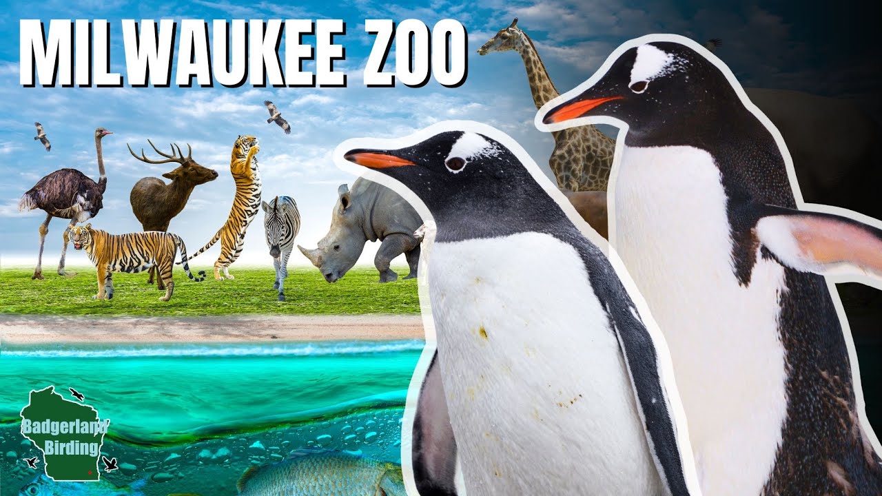 Исследуйте скрытый зоопарк, полный РЕДКИХ и ЭКЗОТИЧЕСКИХ птиц!