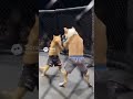 Boxeo cubano 😜 #trending # #automobile #funny #humor #comedy #cosplay #chisme #trendingshorts